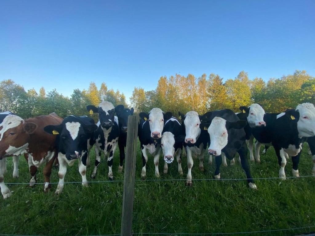 Mysig Stuga Naera Aestad Vingard & Spa Eksteriør billede